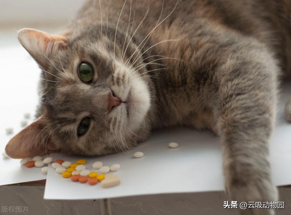 猫食欲不振精神萎靡的原因，但精神很好，猫打哆嗦 不吃东西 精神萎靡