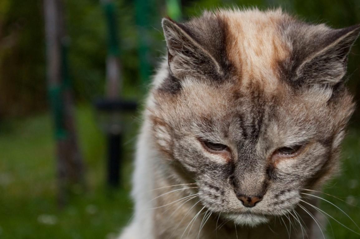 猫一年相当于人几岁？（了解猫的生命周期和衰老速度）