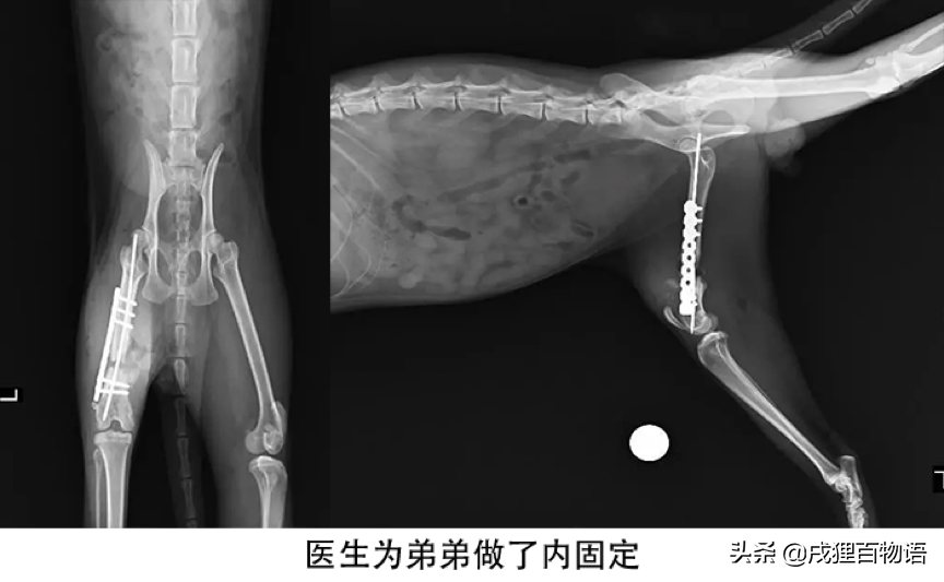 猫腿骨折了怎么办,自己能恢复吗（了解猫咪突发情况处理方法）