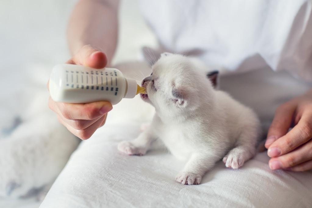 猫怀孕需要多久才能生小猫？(了解猫咪的受孕时间及测试方法)