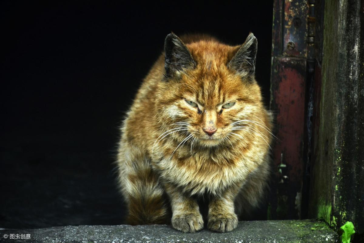 如何用气味驱赶野猫离开某个地方，怎样能把猫彻底赶走