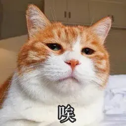 猫咪应激反应的表现什么时候开始,怎么缓解,怎么安抚