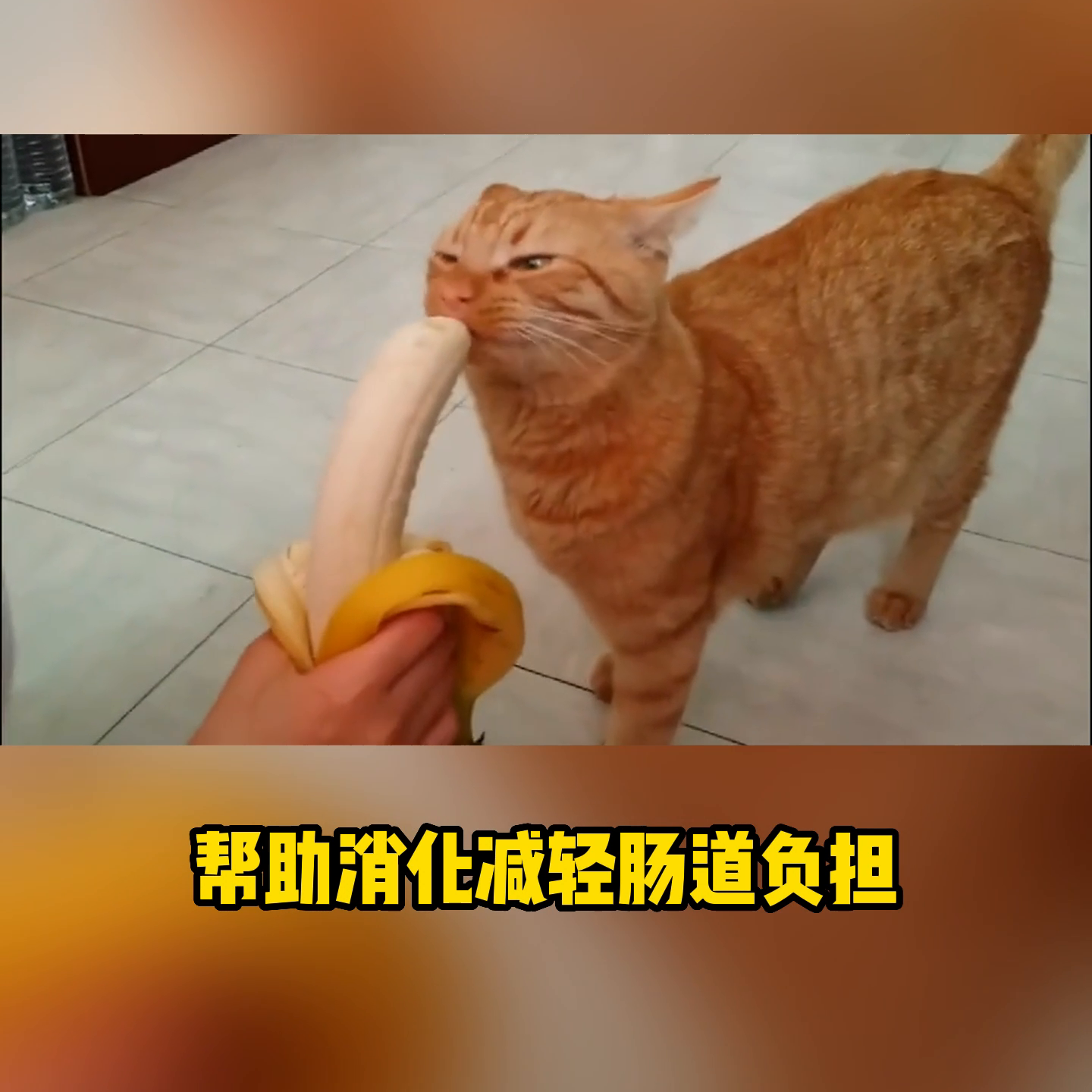 猫能吃香瓜吗？(探讨香瓜对猫咪的营养价值)