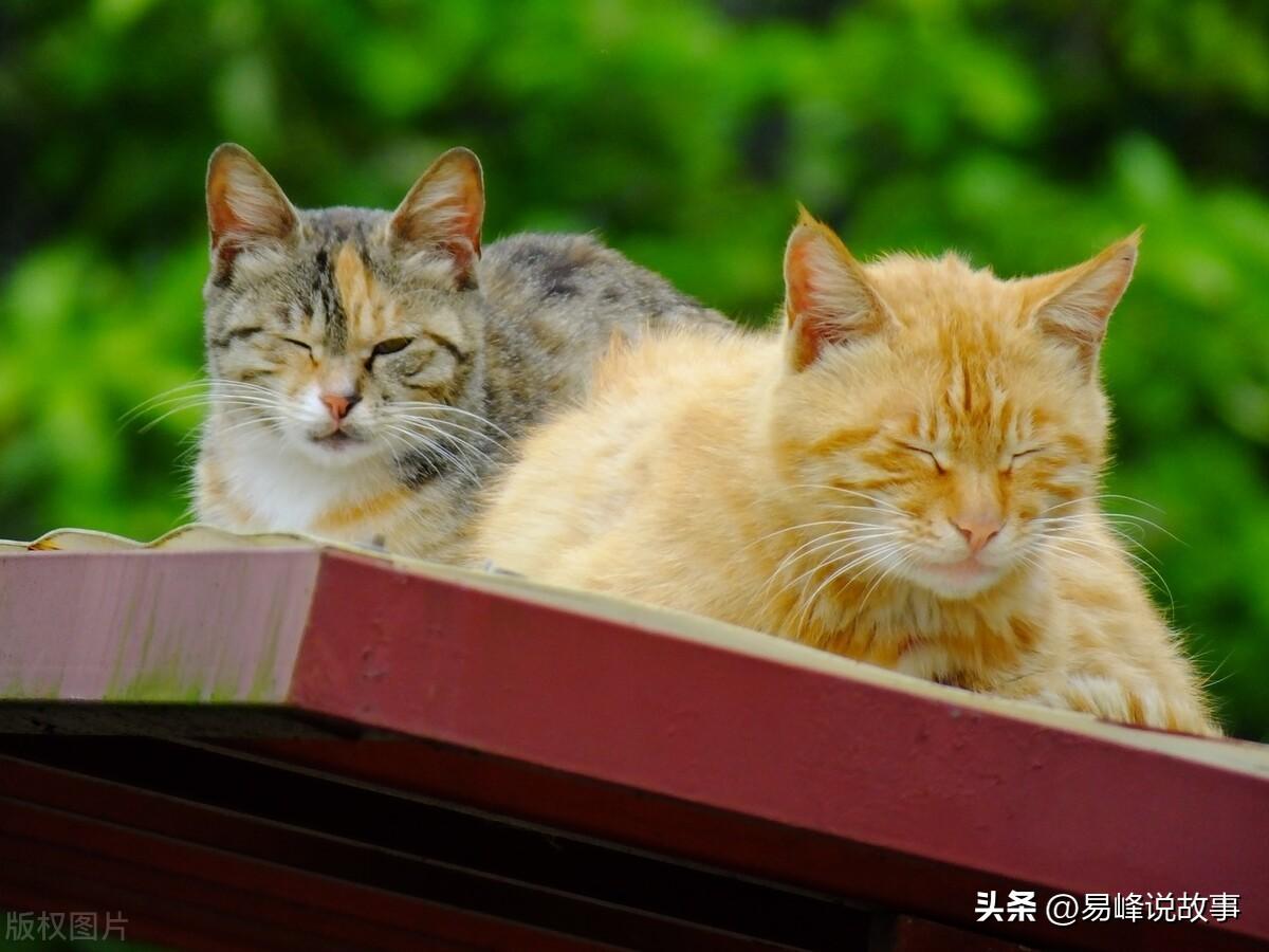 猫咪能闻蚊香吗通风的那种为什么,有毒吗,蚊香对猫有影响吗