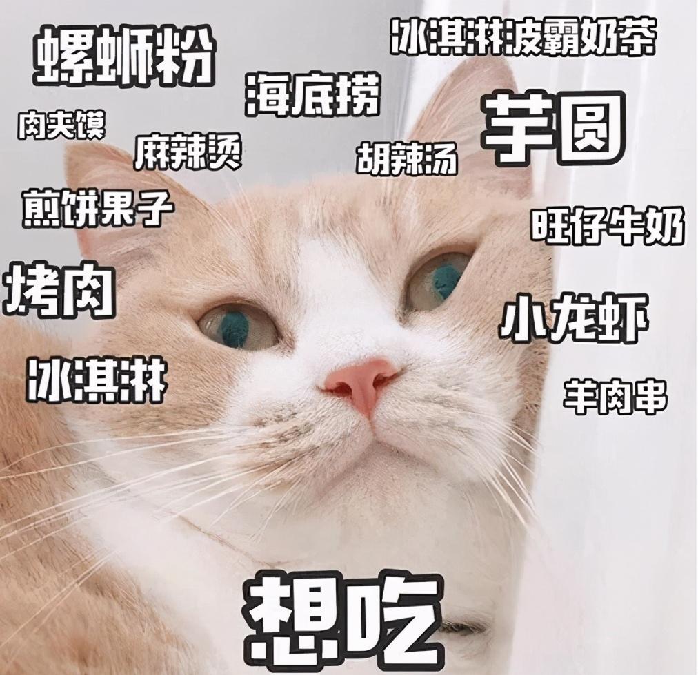 牛奶猫咪是什么品种,特征与饲养建议（了解牛奶猫咪的基本信息）