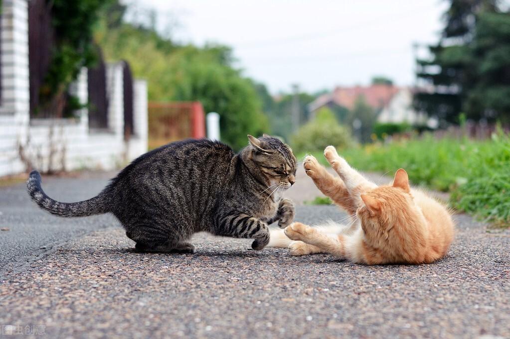 猫多大算成年猫,九个月的猫是成猫吗（猫咪的年龄与人类的换算方式）