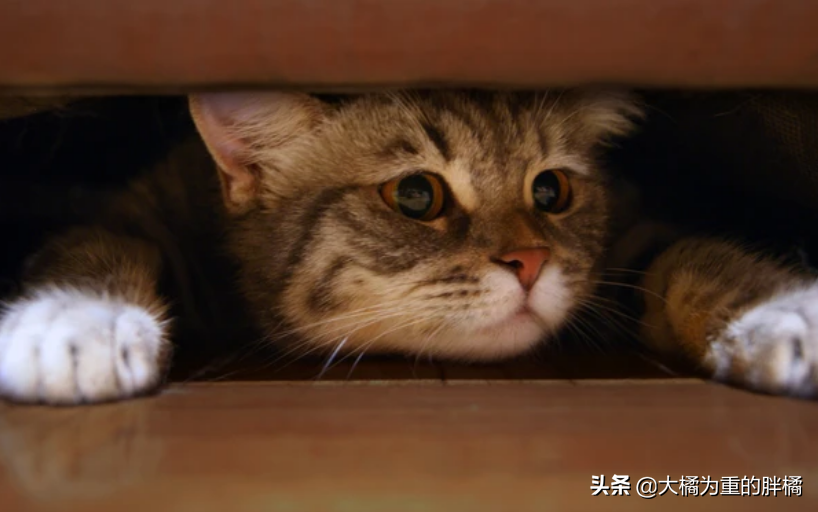 猫咪极度害怕的表现（掌握猫咪情绪管理技巧）