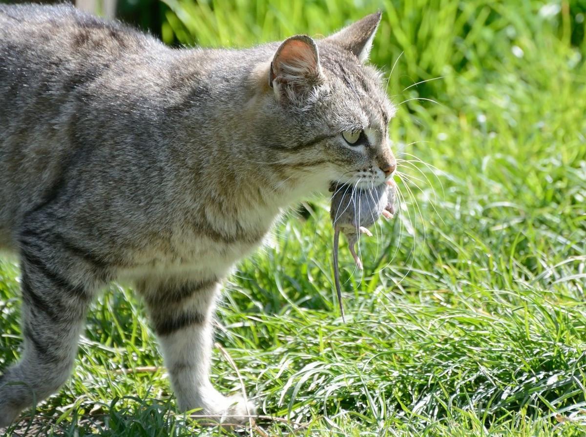 宠物猫会抓老鼠吗,什么猫抓老鼠比较厉害,宠物猫为什么不会抓老鼠