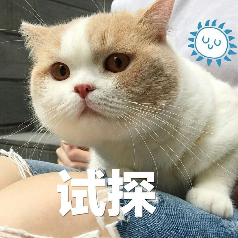 香瓜能否成为猫咪的美食？（探讨香瓜对猫咪的影响）