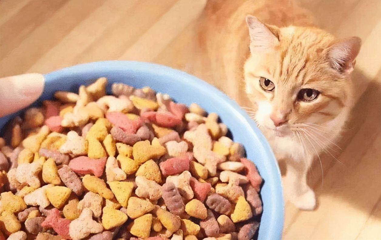 猫可以吃蛋糕吗，可以吃奶油吗，猫咪不能吃的食物表格