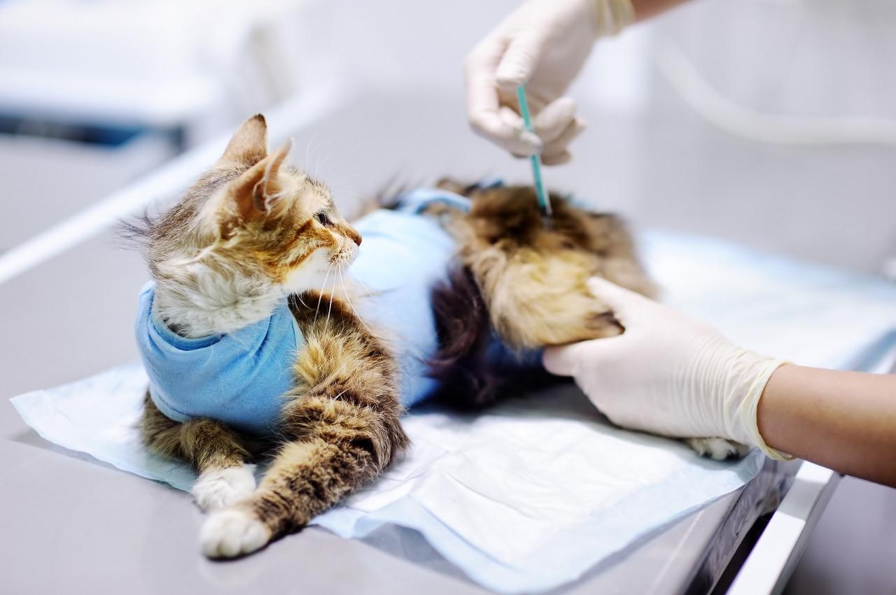 猫需要打什么疫苗？详细指南及注意事项（养猫必备指南）