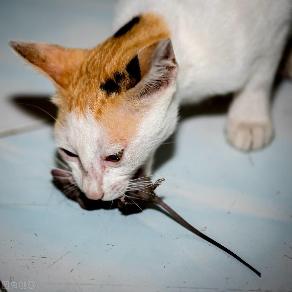 宠物猫能吓走老鼠吗，老鼠会怕宠物猫吗，猫叫声 吓老鼠有用吗