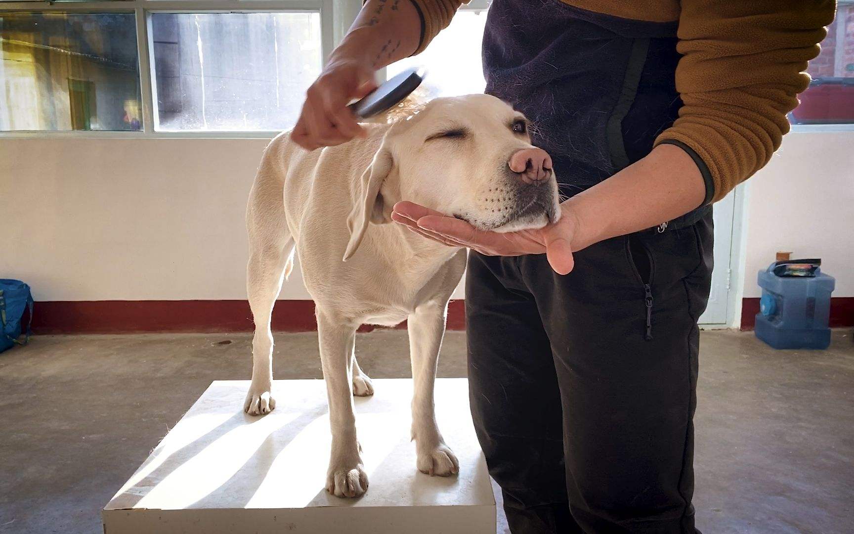 短毛犬有哪些品种,好打理的狗狗小型犬（了解不同种类的短毛犬）