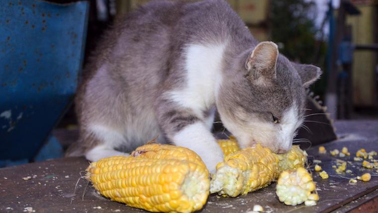 猫能不能吃玉米？猫咪饮食禁忌和推荐详细分析