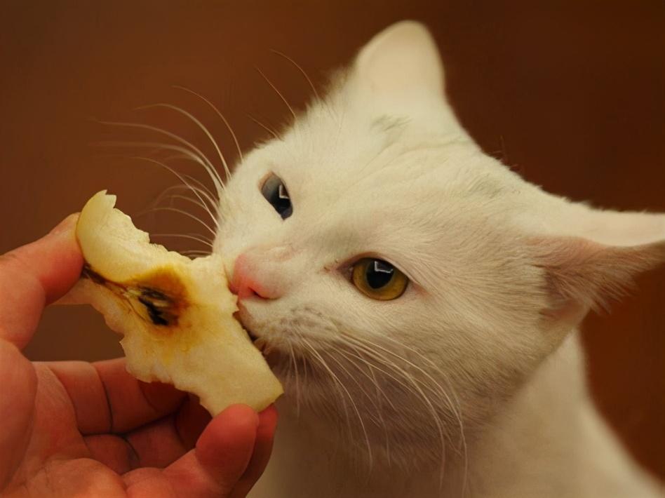 猫咪喜欢吃什么食物有营养,喜欢吃什么零食（适口性优的多种食材）